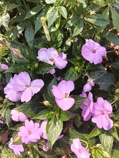 绽放的粉紫色美丽花朵