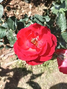 娇艳红玫瑰绽放于绿叶间