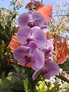 紫色蝴蝶兰绽放