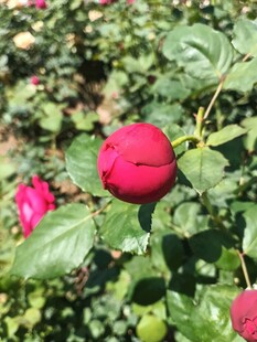 娇艳红玫瑰绽放绿叶间