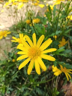 绽放的黄色小野花