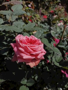 娇艳粉色玫瑰绽放