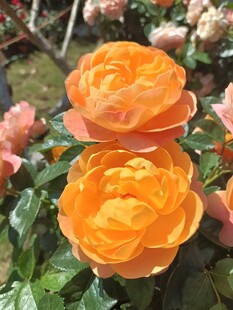 娇艳盛开的玫瑰