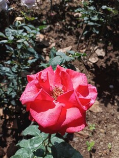 娇艳红玫瑰绽放于绿植间