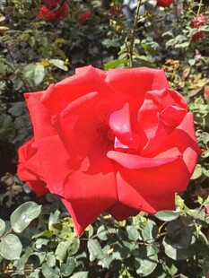 娇艳红玫瑰绽放花丛中