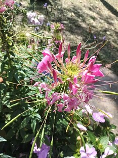 娇艳醉蝶花绽放于自然