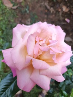 娇艳粉色月季花