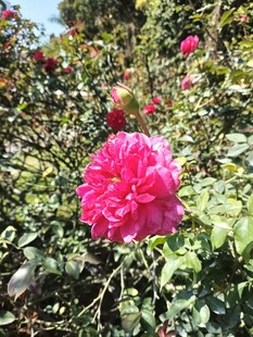 月季花
