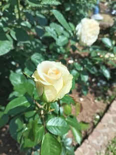 黄玫瑰绽放于绿叶间