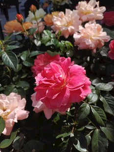 娇艳多彩的盛开月季花