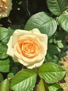 黄玫瑰绽放绿叶间