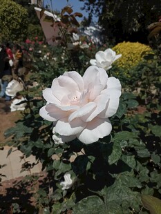 洁白绽放的优雅白玫瑰