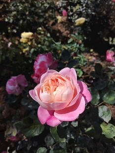 娇艳粉色月季花绽放