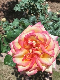 多彩娇艳的盛开玫瑰花