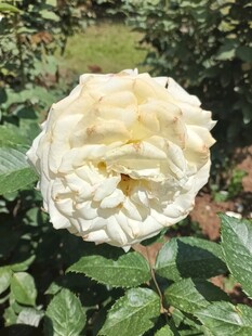 白色盛开的娇艳月季花