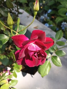 娇艳红玫瑰绽放绿叶间