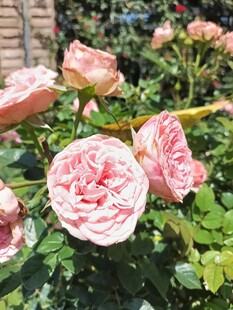 娇艳盛开的粉色玫瑰花