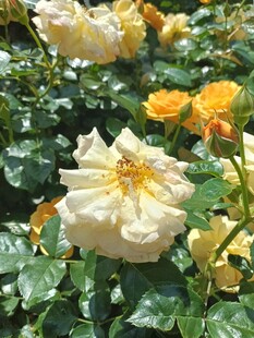 黄白月季花绽放美景