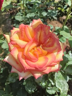 多彩娇艳月季花