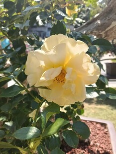 黄色绽放的娇艳月季花