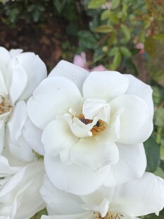 洁白绽放的美丽白玫瑰花