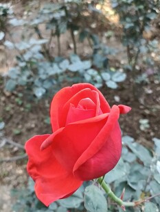 娇艳红玫瑰绽放于自然