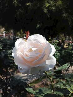 白玫瑰绽放于绿叶间