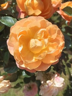 橙色娇艳月季花