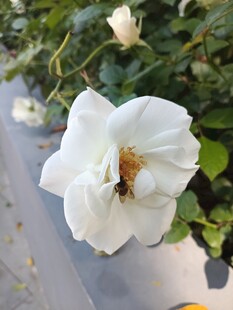 白玫瑰上的蜜蜂