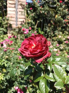 娇艳红玫瑰绽放于花丛