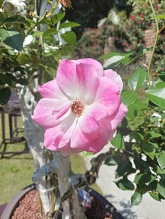 娇艳粉色月季花