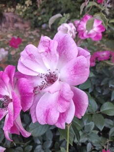 娇艳粉色月季花绽放