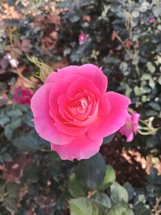 娇艳粉色月季花绽放