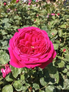 娇艳欲滴的粉红月季花