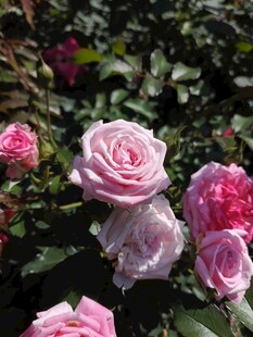 娇艳盛放的多彩玫瑰花