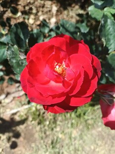 娇艳绽放的红玫瑰