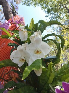 白色兰花绽放于多彩花丛
