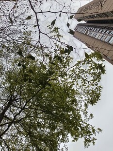 高楼旁的繁茂绿树