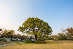 田野中的茂盛大树