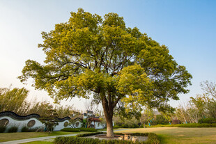 阳光下的繁茂大树