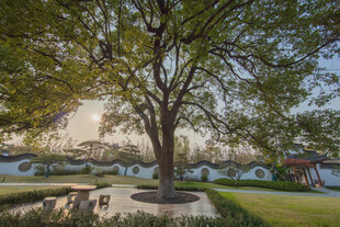 庭院中的大树与休闲区域