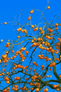 蓝天枯枝上的橙黄柿子