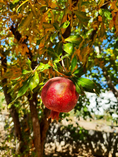 枝头饱满的红石榴
