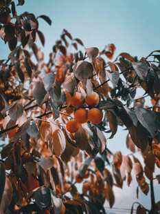 枝头挂满红柿子