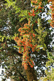 秋日树上斑斓红叶