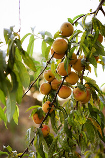 枝头硕果累累的黄杏