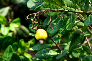 枝头的黄色果实