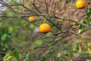 枝头挂果的金黄橘子
