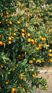 挂满果实的繁茂橘子树