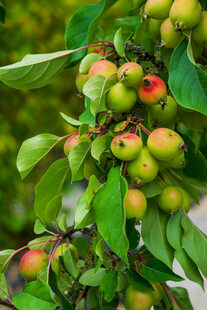 枝头硕果累累的青红果实